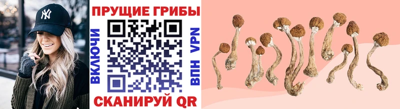 Купить где  Буинск  Галлюциногенные грибы Psilocybine cubensis 